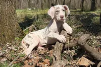 Lilac Harlequin , a female Great Dane for sale in Joplin, MO – Photo 4 of 6