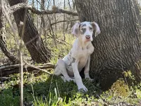 Lilac Harlequin , a female Great Dane for sale in Joplin, MO – Photo 2 of 6