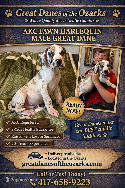 Fawn Harlequin  – Great Dane puppy for sale in Joplin, MO
