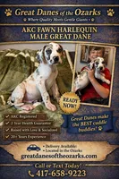 Fawn Harlequin , a male Great Dane for sale in Joplin, MO – Photo 1 of 6