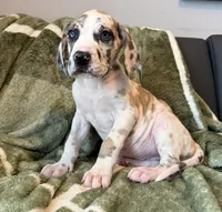 Fawn Harlequin , a male Great Dane for sale in Joplin, MO – Photo 4 of 6