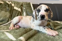Fawn Harlequin , a male Great Dane for sale in Joplin, MO – Photo 5 of 6