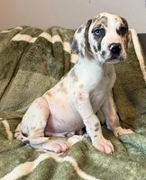 Fawn Harlequin , a male Great Dane for sale in Joplin, MO – Photo 3 of 6