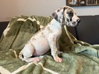 Fawn Harlequin , a male Great Dane for sale in Joplin, MO – Photo 6 of 6