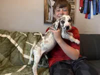 Fawn Harlequin , a male Great Dane for sale in Joplin, MO – Photo 2 of 6