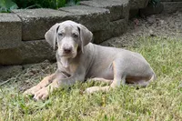 Lilac Tanpoint , a female Great Dane for sale in Joplin, MO – Photo 4 of 4