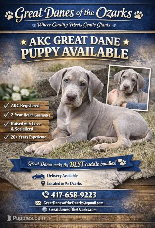 Lilac Tanpoint  – Great Dane puppy for sale in Joplin, MO