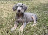 Lilac Tanpoint , a female Great Dane for sale in Joplin, MO – Photo 2 of 4