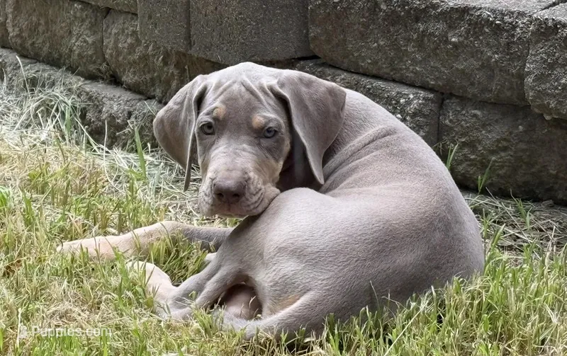 Lilac Tanpoint  – Great Dane puppy for sale in Joplin, MO