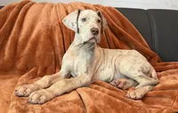 Lilac Merle Tanpoint , a male Great Dane for sale in Joplin, MO – 2 of 7