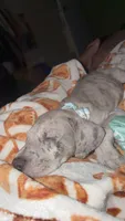 Knox, a male Great Dane for sale in Joplin, MO – 3 of 3