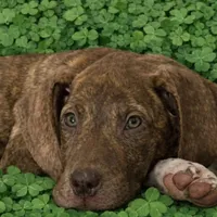 AKC Chocolate Brindle, a female Great Dane for sale in Joplin, MO – Photo 2 of 4