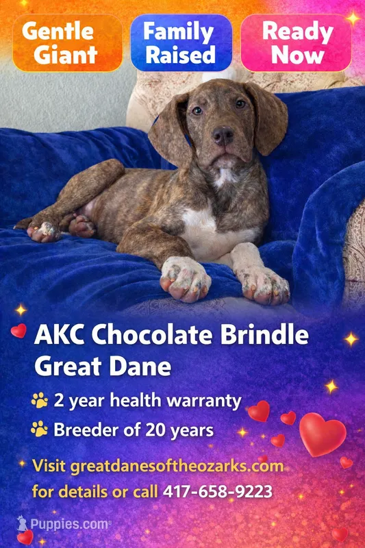 AKC Chocolate Brindle