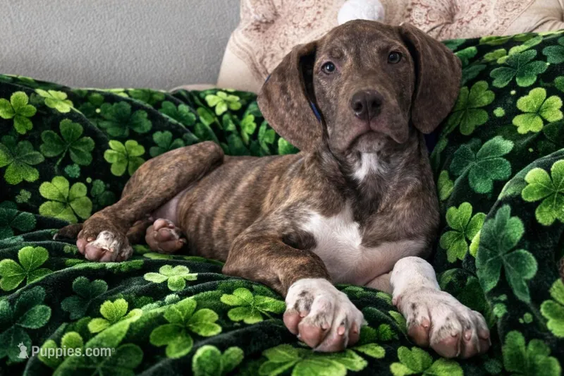 AKC Chocolate Brindle