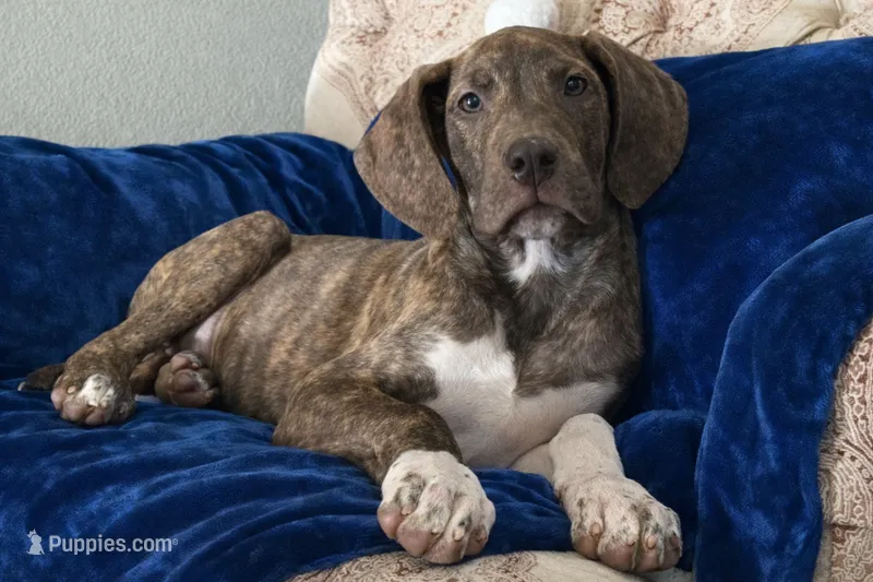 AKC Chocolate Brindle