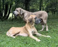 Burt and Ernie, a male Great Dane for sale in Joplin, MO – Photo 6 of 7