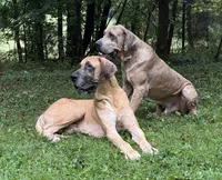 Burt and Ernie, a male Great Dane for sale in Joplin, MO – Photo 1 of 7