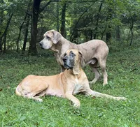 Burt and Ernie, a male Great Dane for sale in Joplin, MO – Photo 2 of 7
