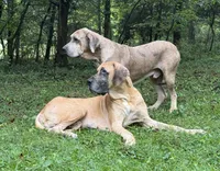 Burt and Ernie, a male Great Dane for sale in Joplin, MO – Photo 7 of 7