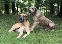 Burt and Ernie, a male Great Dane for sale in Joplin, MO – Photo 3 of 7
