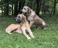 Burt and Ernie, a male Great Dane for sale in Joplin, MO – Photo 5 of 7