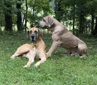Burt and Ernie, a male Great Dane for sale in Joplin, MO – Photo 4 of 7