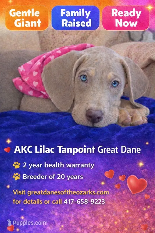 AKC Lilac Tanpoint