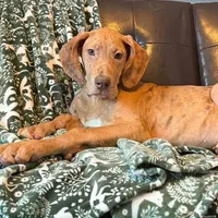 AKC Brindle Merle Male , a female Great Dane for sale in Joplin, MO – Photo 3 of 6