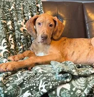 AKC Brindle Merle Male , a female Great Dane for sale in Joplin, MO – Photo 3 of 6