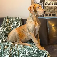 AKC Brindle Merle Male , a female Great Dane for sale in Joplin, MO – Photo 5 of 6