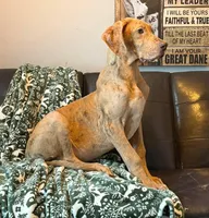 AKC Brindle Merle Male , a female Great Dane for sale in Joplin, MO – Photo 5 of 6