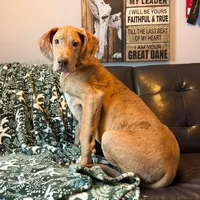 AKC Brindle Merle Male , a female Great Dane for sale in Joplin, MO – Photo 6 of 6