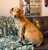 AKC Brindle Merle Male , a female Great Dane for sale in Joplin, MO – Photo 6 of 6