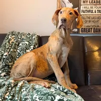 AKC Brindle Merle Male , a female Great Dane for sale in Joplin, MO – Photo 4 of 6