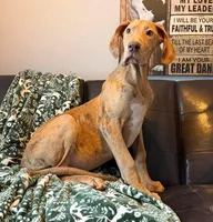 AKC Brindle Merle Male , a female Great Dane for sale in Joplin, MO – Photo 4 of 6