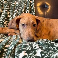 AKC Brindle Merle Male , a female Great Dane for sale in Joplin, MO – Photo 2 of 6