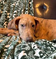 AKC Brindle Merle Male , a female Great Dane for sale in Joplin, MO – Photo 2 of 6