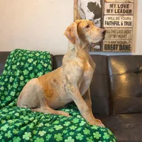 AKC Brindle Merle Male , a female Great Dane for sale in Joplin, MO – Photo 1 of 6