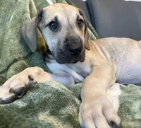 Classic Fawn, a male Great Dane for sale in Joplin, MO – Photo 4 of 6