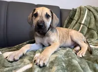Classic Fawn, a male Great Dane for sale in Joplin, MO – Photo 5 of 6