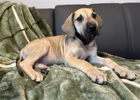 Classic Fawn, a male Great Dane for sale in Joplin, MO – Photo 2 of 6