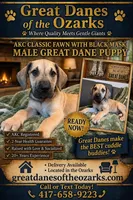 Classic Fawn, a male Great Dane for sale in Joplin, MO – Photo 1 of 6