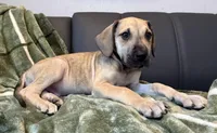 Classic Fawn, a male Great Dane for sale in Joplin, MO – Photo 3 of 6