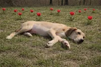 Choc Fawn , a female Great Dane for sale in Joplin, MO – Photo 2 of 4