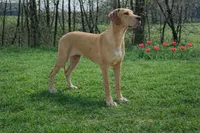 Choc Fawn , a female Great Dane for sale in Joplin, MO – Photo 4 of 4