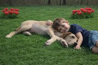 Choc Fawn , a female Great Dane for sale in Joplin, MO – Photo 2 of 4