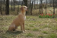 Choc Fawn , a female Great Dane for sale in Joplin, MO – Photo 4 of 4