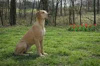 Choc Fawn , a female Great Dane for sale in Joplin, MO – Photo 3 of 4