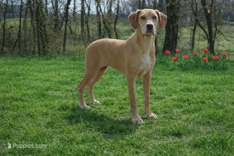Choc Fawn  – Great Dane puppy for sale in Joplin, MO
