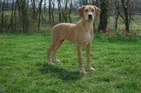 Choc Fawn , a female Great Dane for sale in Joplin, MO – Photo 1 of 4